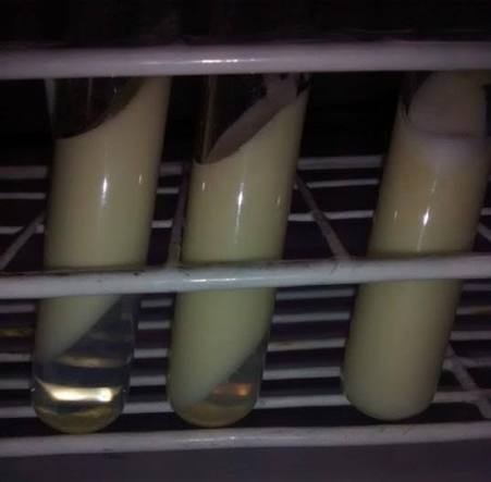 Preparación y caracterización de una crema fotoprotectora